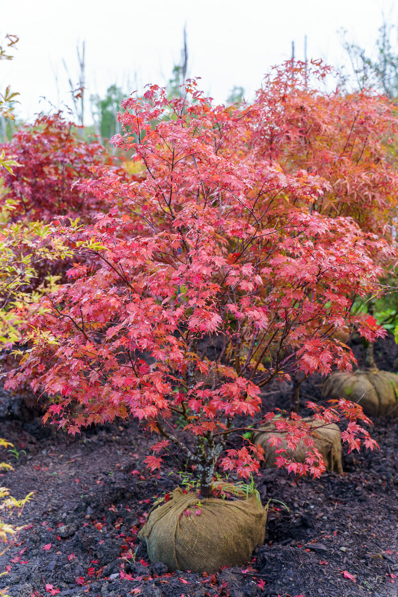 TsumaBeniJapaneseMaple_6_1200x