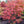 Load image into Gallery viewer, Tsuma Beni Japanese Maple