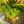 Load image into Gallery viewer, Tsuma Gaki Japanese Maple