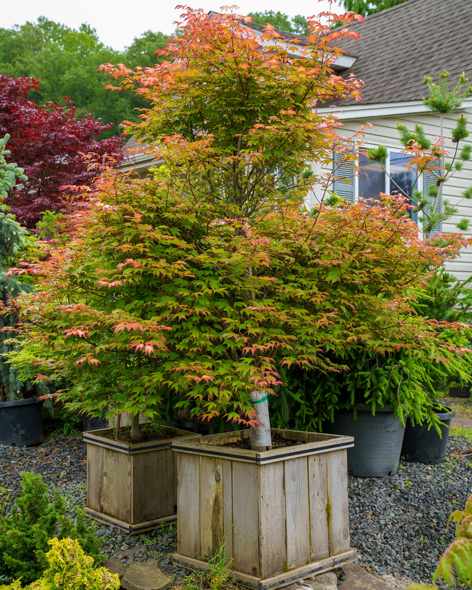japanese maple with succulents Tsuma Gaki Japanese Maple – Plant Detectives