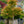 Load image into Gallery viewer, Tsuma Gaki Japanese Maple