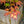 Load image into Gallery viewer, Tsuma Gaki Japanese Maple