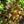 Load image into Gallery viewer, Tuff Stuff Ah Ha Mountain Hydrangea