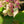 Load image into Gallery viewer, Tuff Stuff Ah Ha Mountain Hydrangea