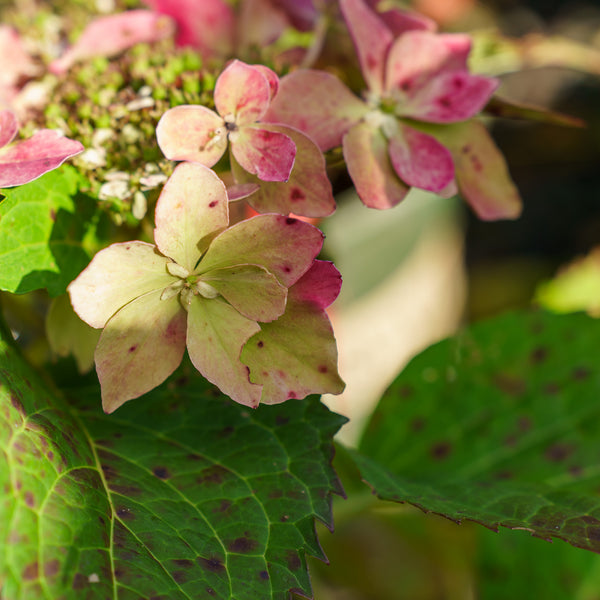 Tuff Stuff Ah Ha Mountain Hydrangea