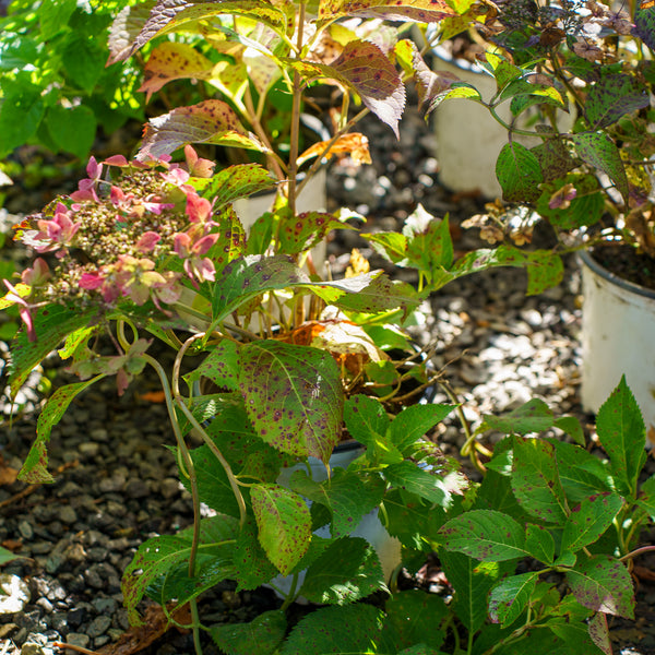Tuff Stuff Ah Ha Mountain Hydrangea