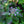 Load image into Gallery viewer, Tuff Stuff Mountain Hydrangea