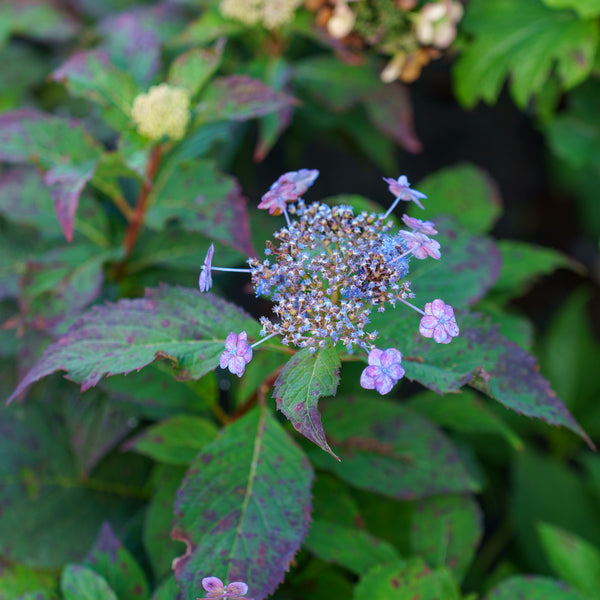 Tuff Stuff Mountain Hydrangea