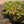 Load image into Gallery viewer, Tuff Stuff Mountain Hydrangea