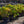 Load image into Gallery viewer, Tuff Stuff Mountain Hydrangea
