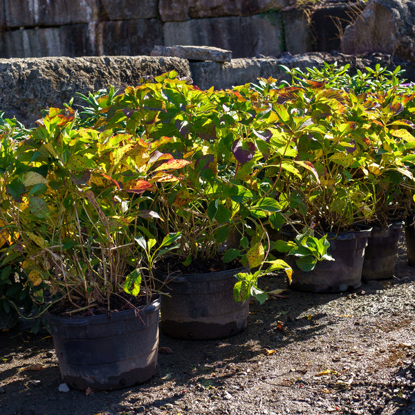 Tuff Stuff Mountain Hydrangea