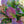 Load image into Gallery viewer, Tuff Stuff Mountain Hydrangea