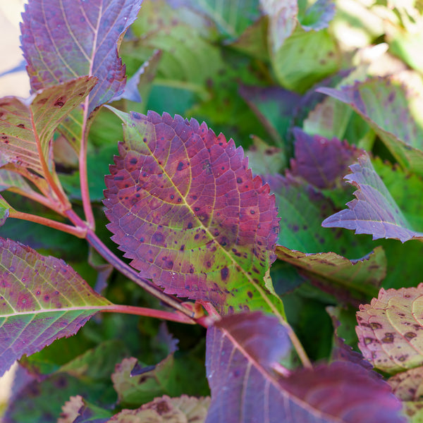 Tuff Stuff Mountain Hydrangea