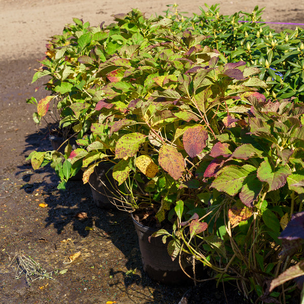 Tuff Stuff Mountain Hydrangea