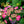 Load image into Gallery viewer, Tuff Stuff Red Hydrangea - Hydrangea - Shrubs