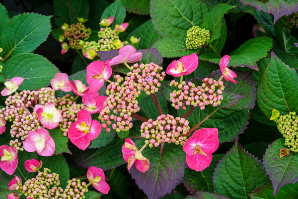 Tuff Stuff Red Hydrangea - Hydrangea - Shrubs