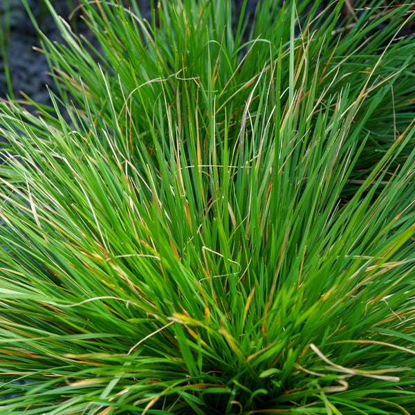 Tufted Hairgrass