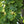 Load image into Gallery viewer, American Tulip Tree