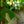 Load image into Gallery viewer, American Tulip Tree