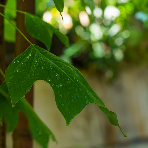 American Tulip Tree