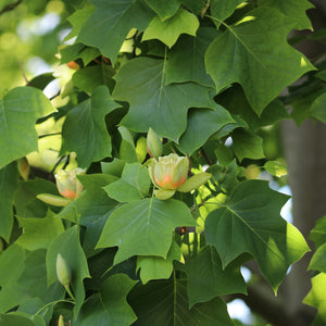 American Tulip Tree
