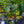 Load image into Gallery viewer, American Tulip Tree