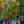 Load image into Gallery viewer, American Tulip Tree