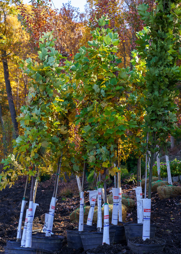 American Tulip Tree