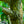 Load image into Gallery viewer, Turkish Hazel - Other Shade Trees - Shade Trees