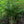 Load image into Gallery viewer, Tuscarora Crape Myrtle