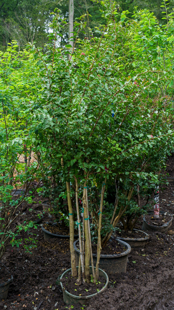 Tuscarora Crape Myrtle