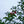Load image into Gallery viewer, Tuscarora Crape Myrtle