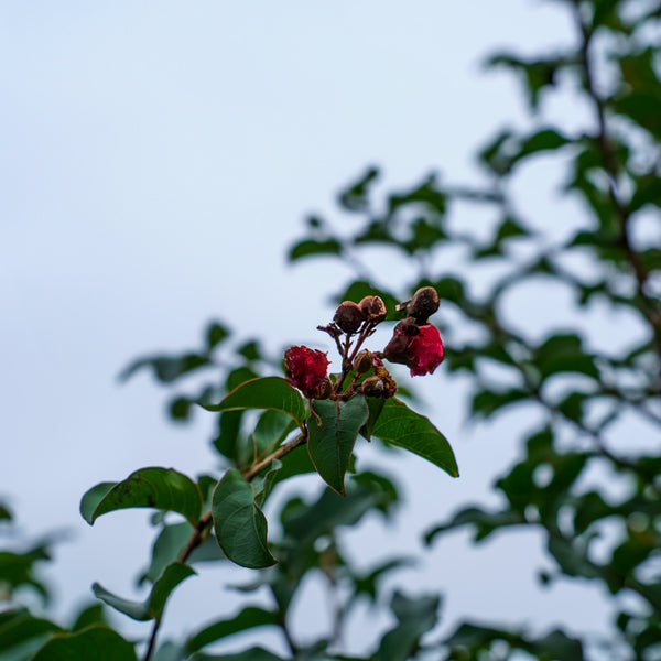 Tuscarora Crape Myrtle