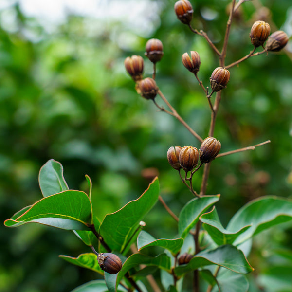 Tuscarora Crape Myrtle