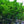Load image into Gallery viewer, Tuskegee Crape Myrtle - Crape Myrtle - Flowering Trees