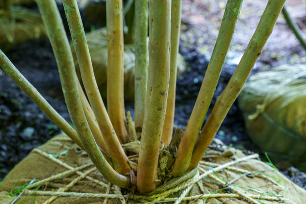 Tuskegee Crape Myrtle