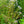 Load image into Gallery viewer, Twilight Bigleaf Aster
