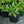 Load image into Gallery viewer, Twinkle Toes Lungwort