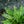 Load image into Gallery viewer, Twinkle Toes Lungwort