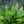 Load image into Gallery viewer, Twinkle Toes Lungwort