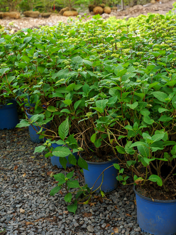 Twist-N-Shout Bigleaf Hydrangea