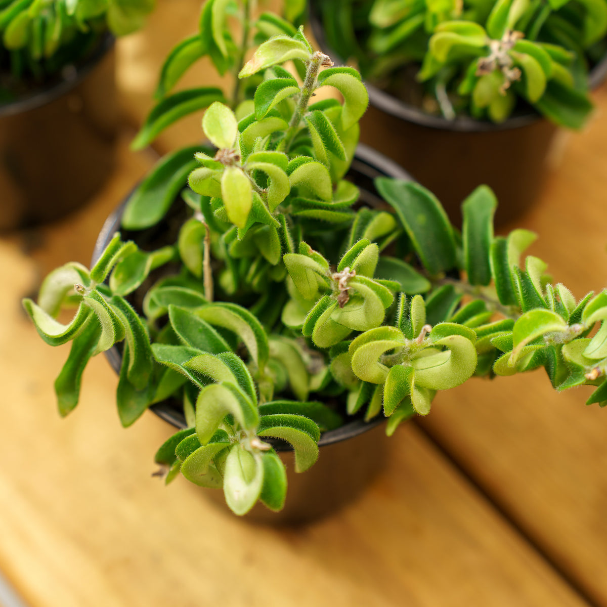 is a lipstick plant a succulent Rasta Lipstick Plant – Plant Detectives