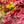 Load image into Gallery viewer, Twombly's Red Sentinel Japanese Maple - Japanese Maple - Japanese Maples
