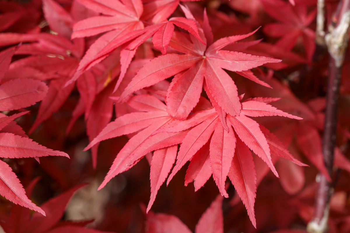 red tree② Buy Acer palmatum 'Twombly's Red Sentinel' Columnar Japanese Maple