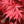 Load image into Gallery viewer, Twombly's Red Sentinel Japanese Maple - Japanese Maple - Japanese Maples