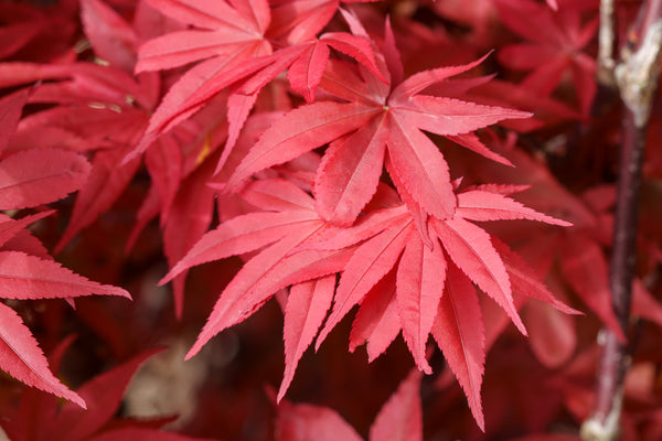 Twombly's Red Sentinel Japanese Maple - Japanese Maple - Japanese Maples