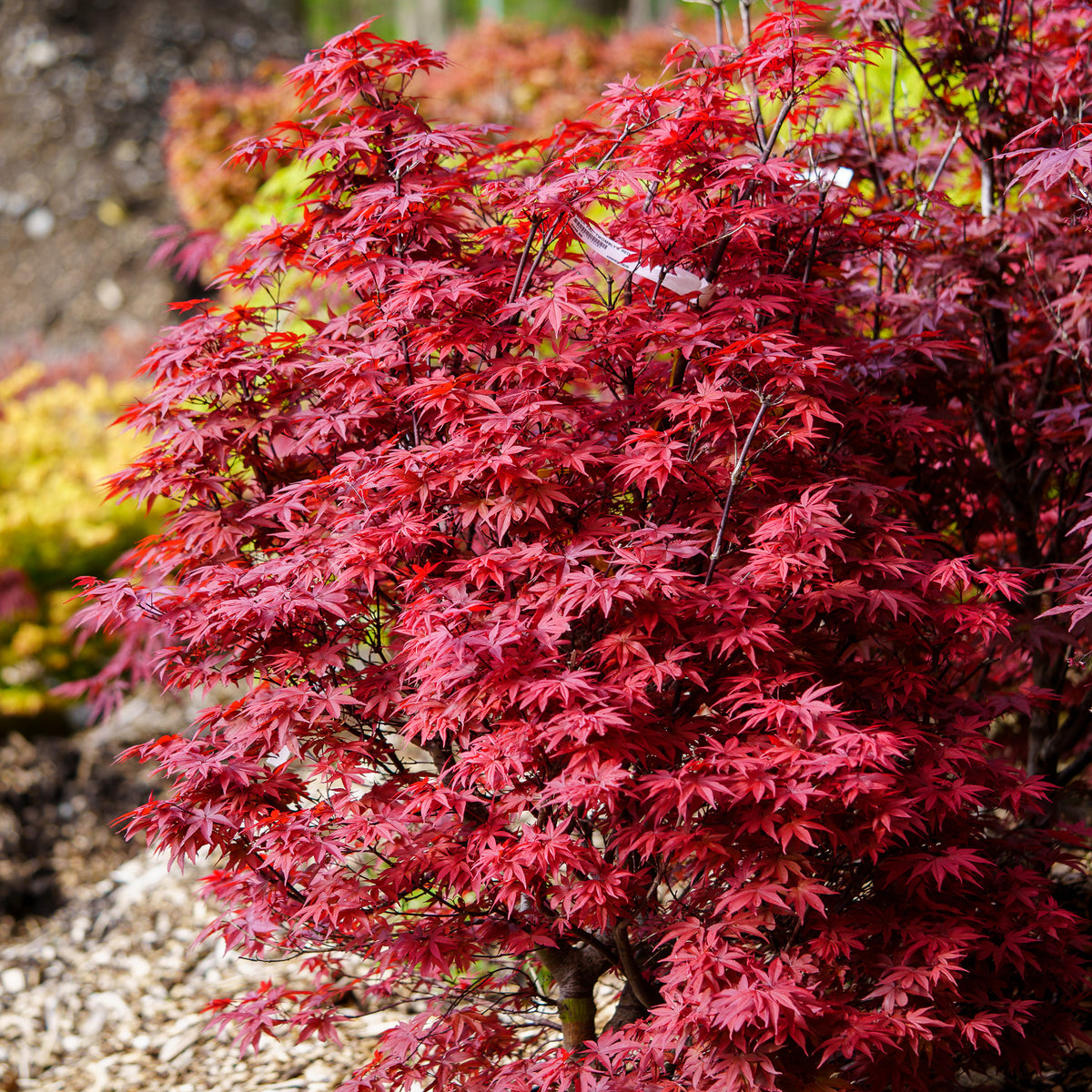 machatt アゼニットプルオーバー　レッド Buy Twombly's Red Sentinel Japanese Maple | Narrow Red Tree