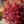 Load image into Gallery viewer, Twombly's Red Sentinel Japanese Maple - Japanese Maple - Japanese Maples