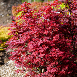 Twombly's Red Sentinel Japanese Maple - Japanese Maple - Japanese Maples