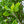 Load image into Gallery viewer, Umbrella Magnolia